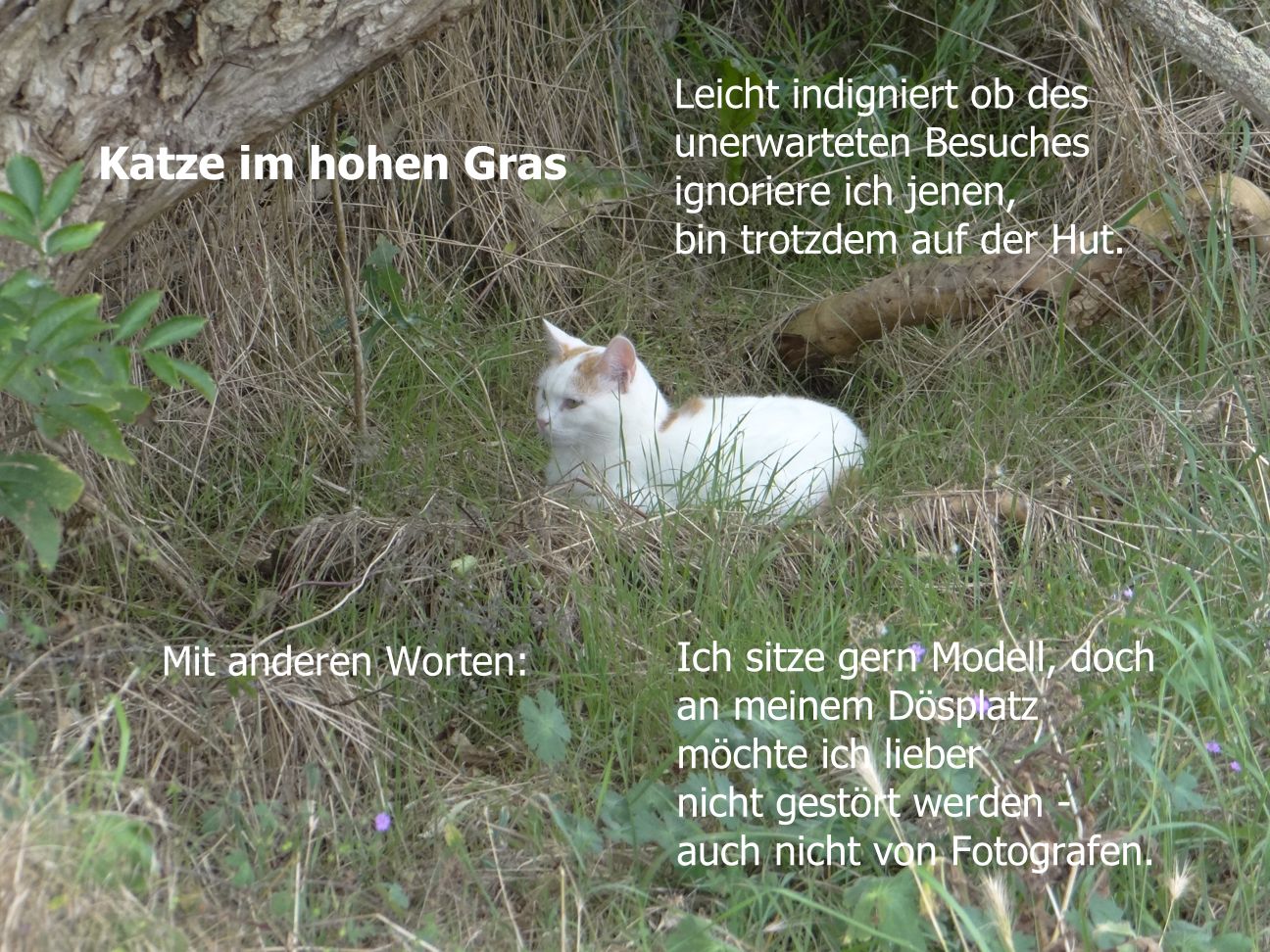Katze im hohen Gras
